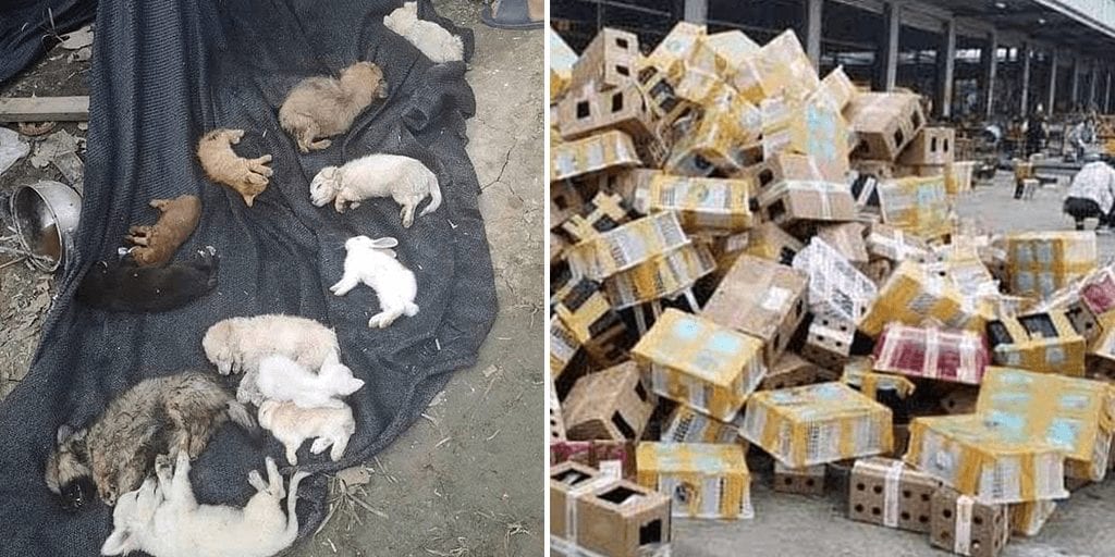 5000 pets including rabbits, cats and dogs found dead at Chinese shipping depot