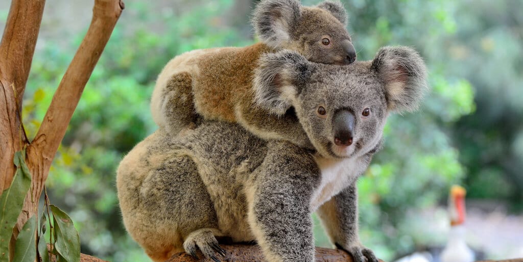 Australia's federal minister wants koala habitat bulldozed for Port Stephens quarry