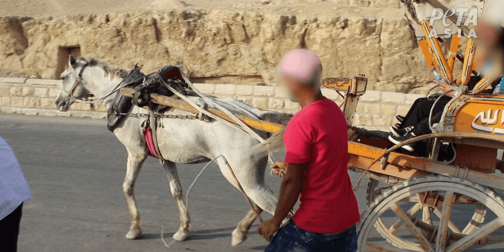 Cruel animal rides to be banned at Giza Pyramids following PETA campaign