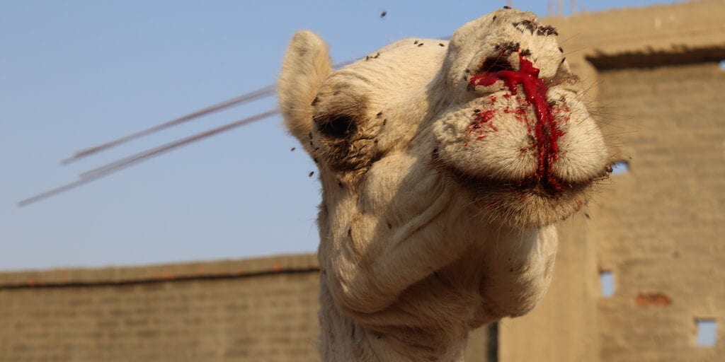 Cruel animal rides to be banned at Giza Pyramids following PETA campaign