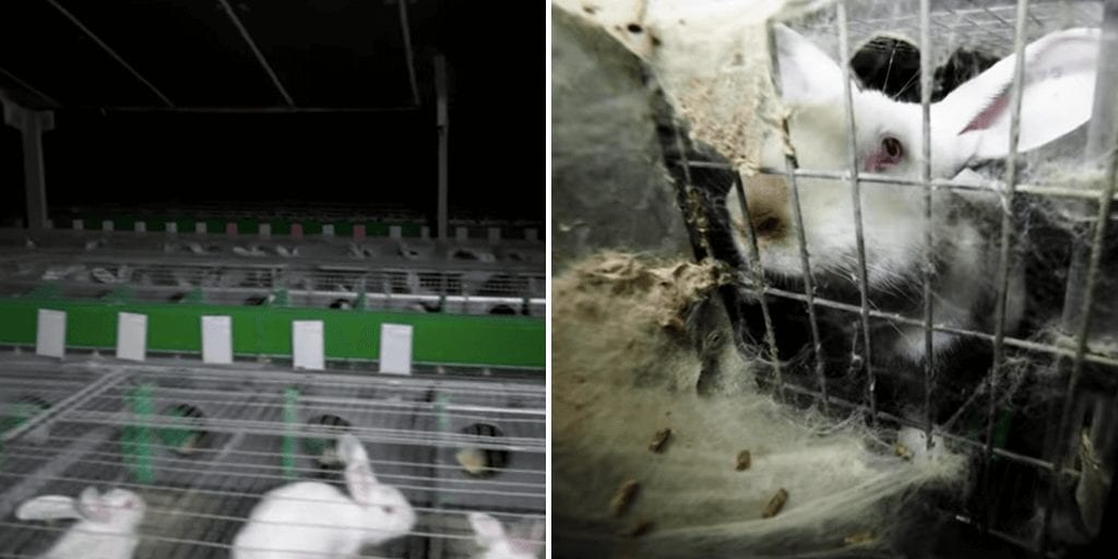 French animal advocates expose 'pitiful' plight of caged rabbits ahead of MPs' animal rights vote