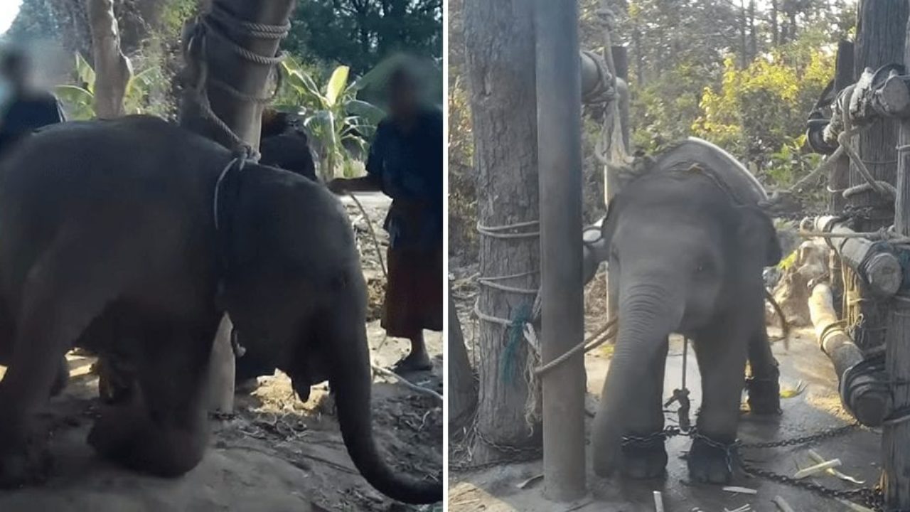 New footage shows traumatized baby elephants abused for Thailand's