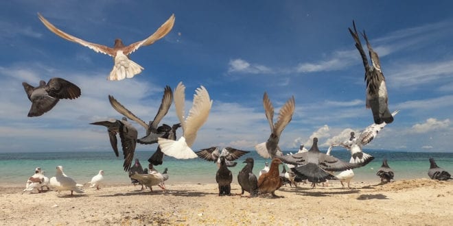 Seagulls, penguins and pigeons found carrying fatal human bacteria