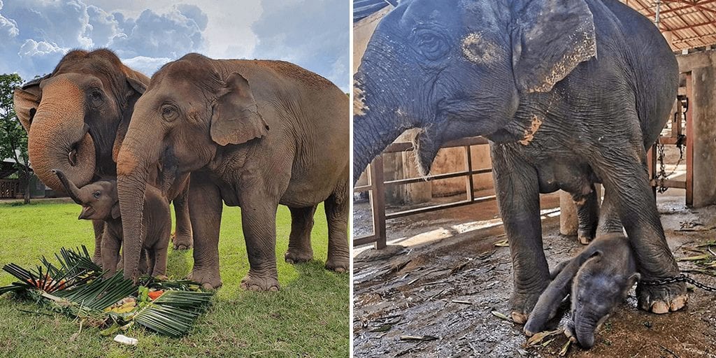 Thailand zoo elephants forced to perform cruel tricks finally rescued by sanctuary