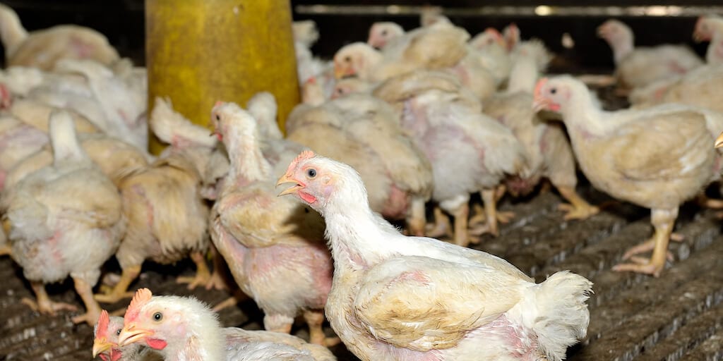 Cheap supermarket chicken could create the next ‘catastrophic’ pandemic, new report reveals