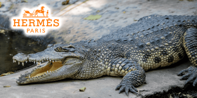 Hermès slammed over proposed NT crocodile farm imprisoning 50,000 animals for skin and meat