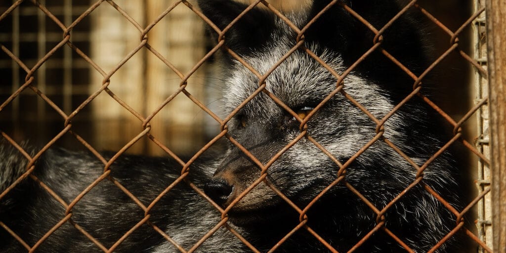 Hungary bans fur farming of mink, foxes and more after COVID-19 spread on mink farms raise