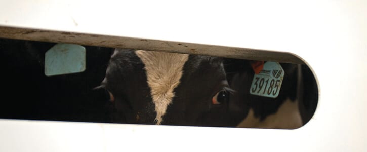 Petition to ban ‘cruel’ live cattle export cross 12000 signatures