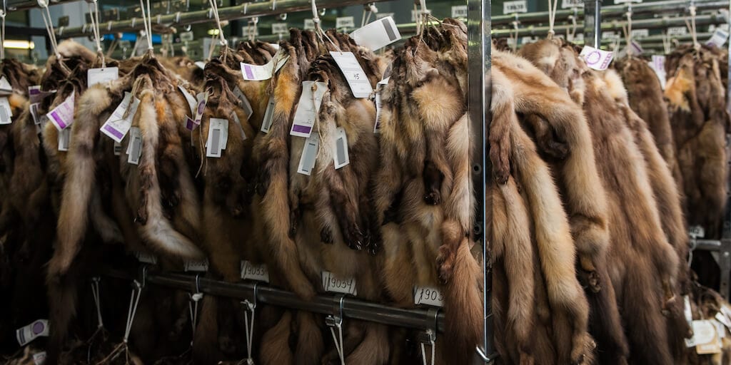 World's largest fur auction house to close down following covid-19 initiated mass mink cull