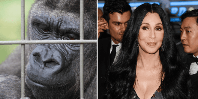Cher calls Thailand to rescue last gorilla living alone in Bangkok's shopping mall zoo