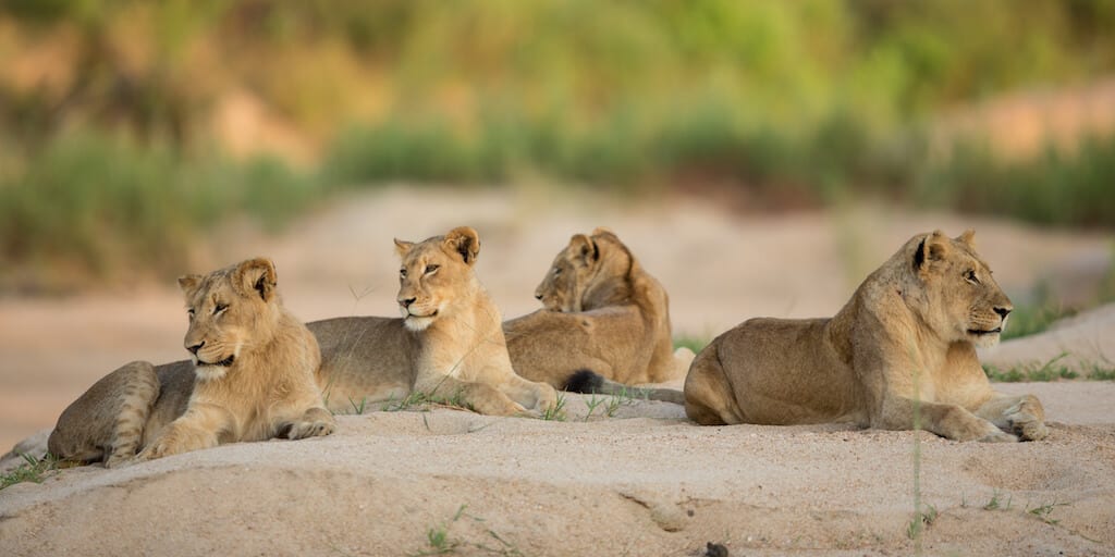 Four lions in Spanish zoo test positive for coronavirus