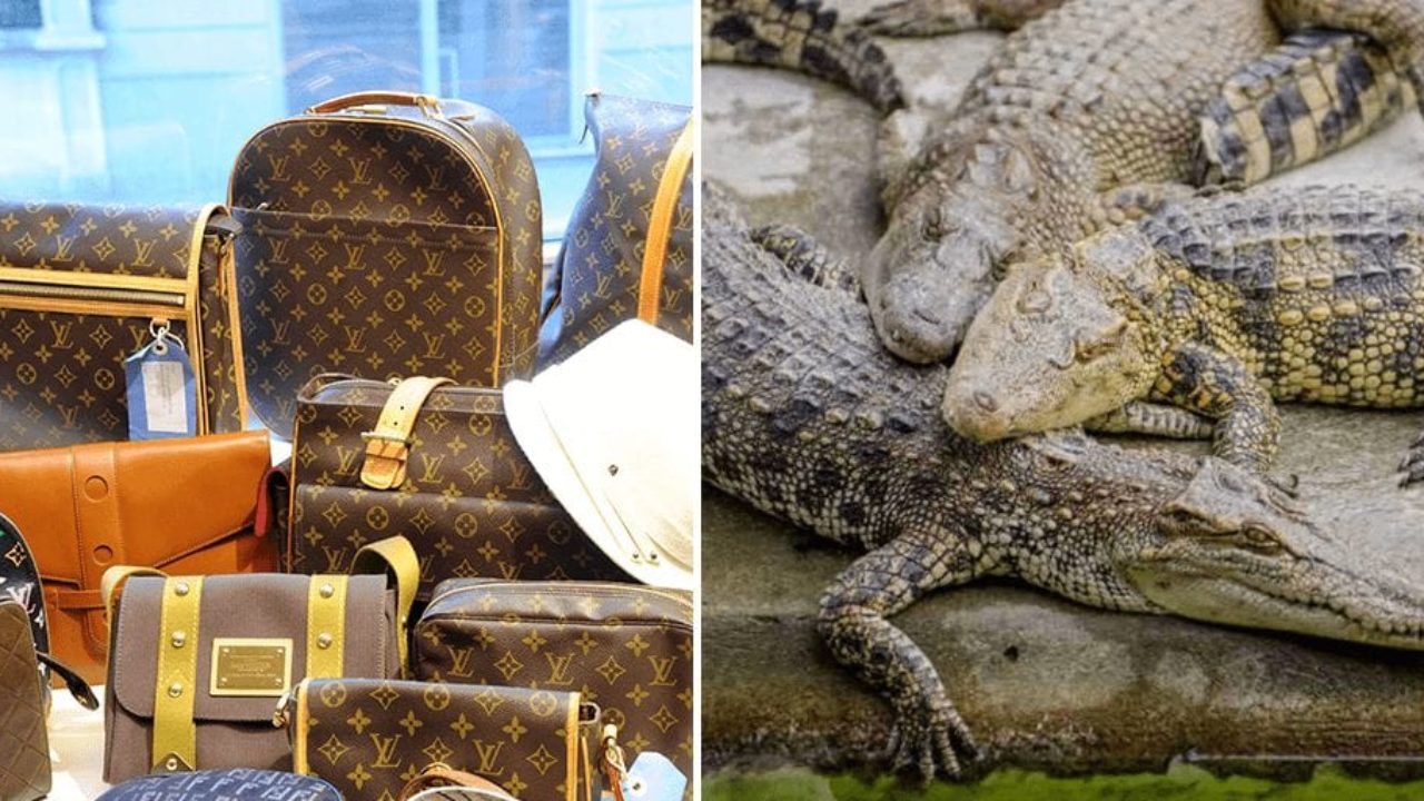 Louis Vuitton Owner Exposé: Workers Inflate Live Snakes to Make Leather -  PETA UK