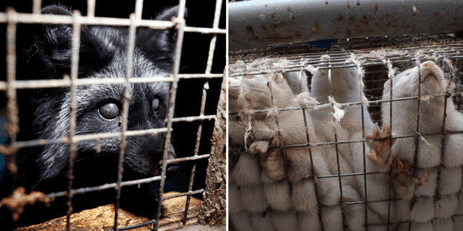 Shocking images of starving foxes feeding on rotting corpses highlight ‘depraving conditions’ on Polish fur farm