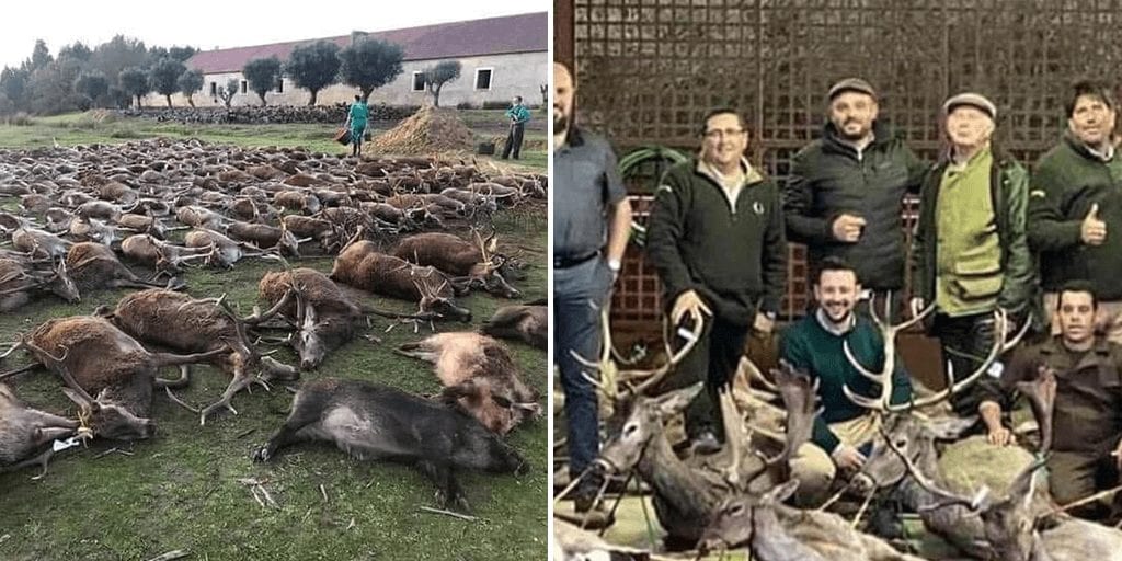 Spanish hunters kill 540 wild animals in ‘vile and unacceptable’ expedition