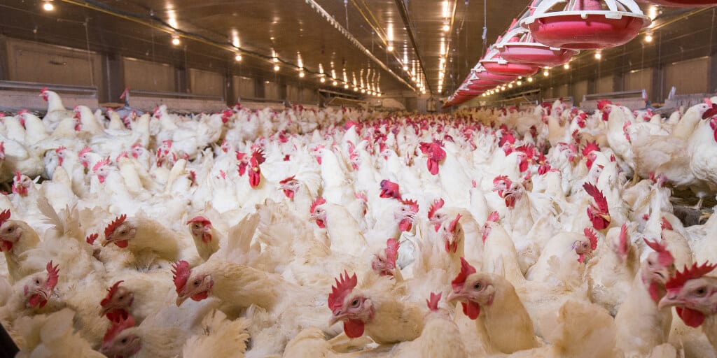 19 million poultry animals culled after bird flu spreads in South Korea.