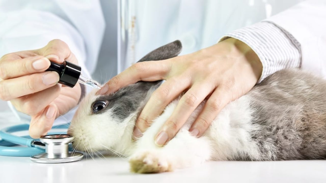 Virginia becomes 4th US state to ban animal testing for cosmetics | Totally  Vegan Buzz