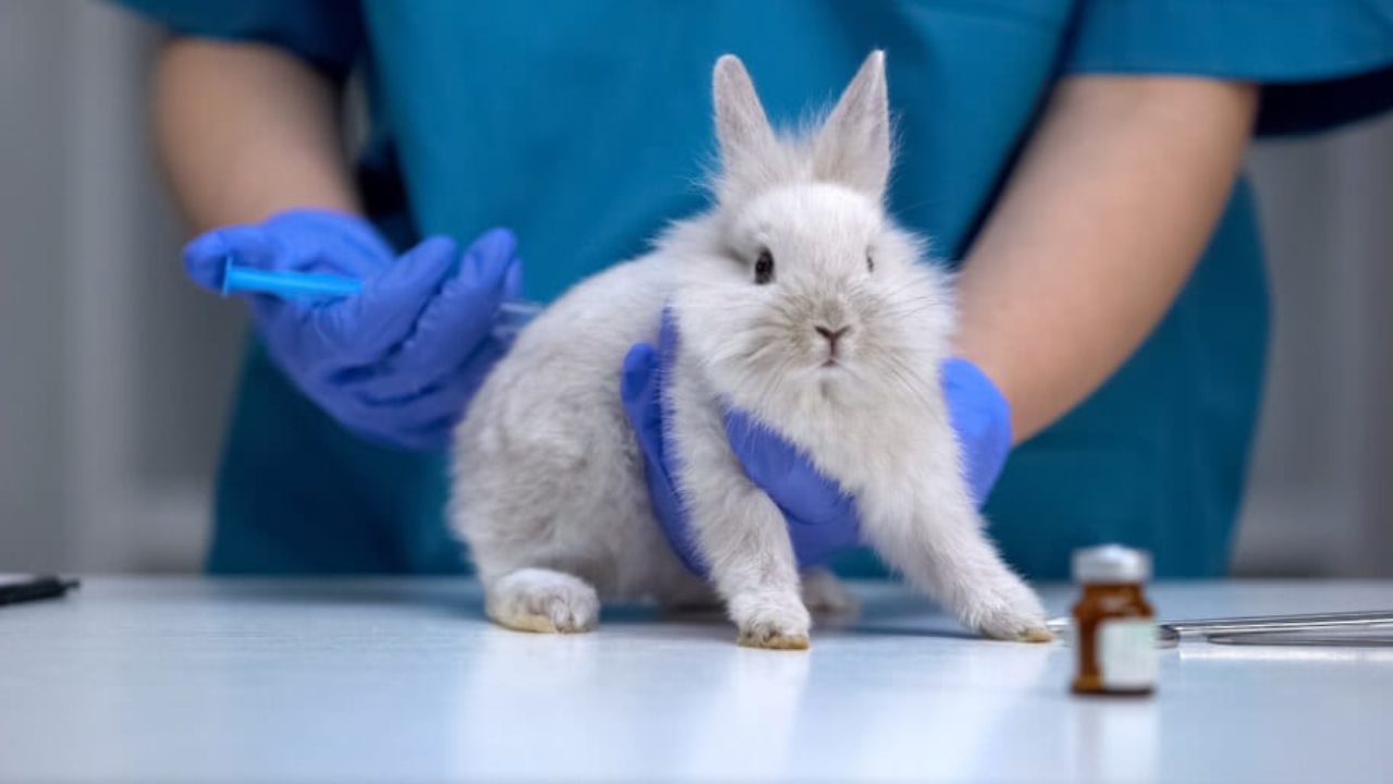 Petition for an EU ban on animal testing for cosmetics racks up over   million signatures | Totally Vegan Buzz