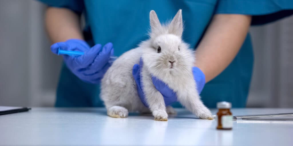 BREAKING: EU votes to end cruel lab animal experiments | Totally Vegan Buzz