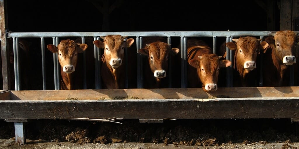 UK investigation reveals horrific calf abuse rampant in the dairy industry
