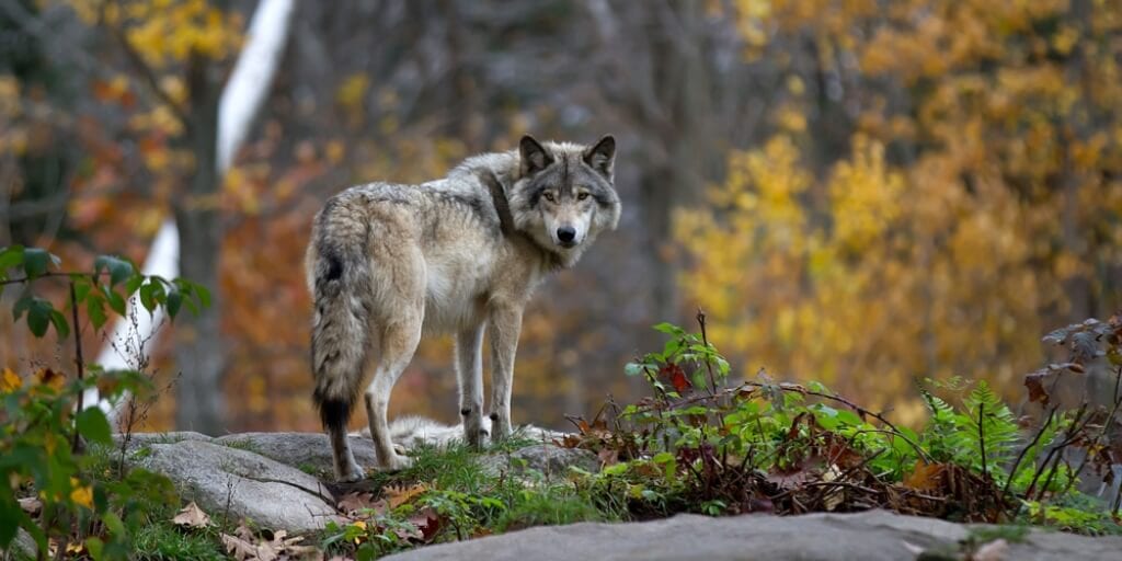 New Idaho law to allow killing 90% of state’s wolves