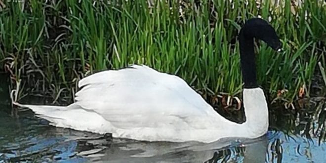 Swan found in Lincoln with sock pulled over its head in 'mindless prank'