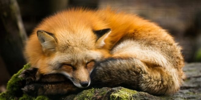 Israel becomes first country to ban fur