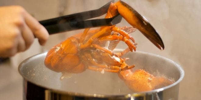 Boiling lobsters alive could be banned in new UK animal welfare bill