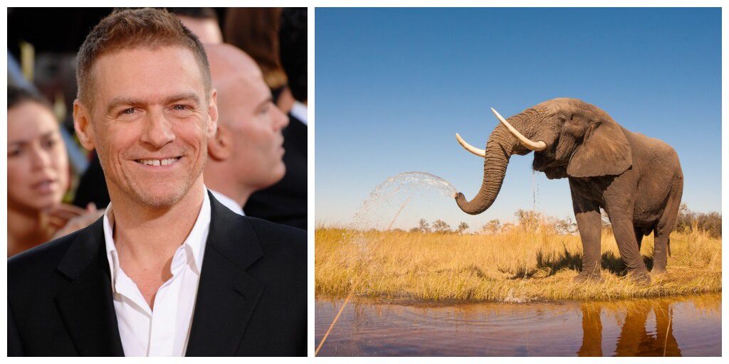 Bryan Adams, Robert Bateman, William Shatner and other notable artists call for a ban on elephant ivory trade in Canada
