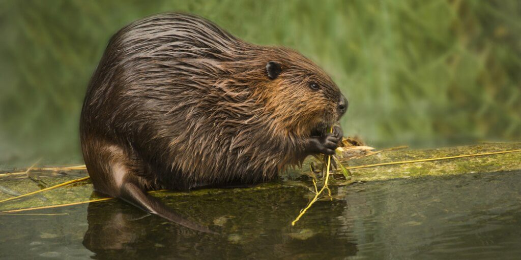 Scotland builds first ever ‘beaver tunnel’ under railway to protect local animals