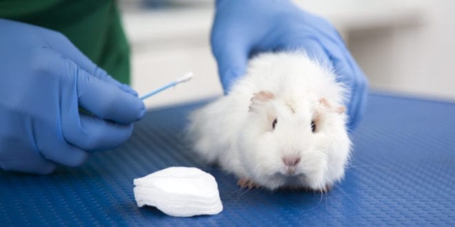 Skin allergy tests to go animal-free following 'first-of-its-kind' toxicology testing approval