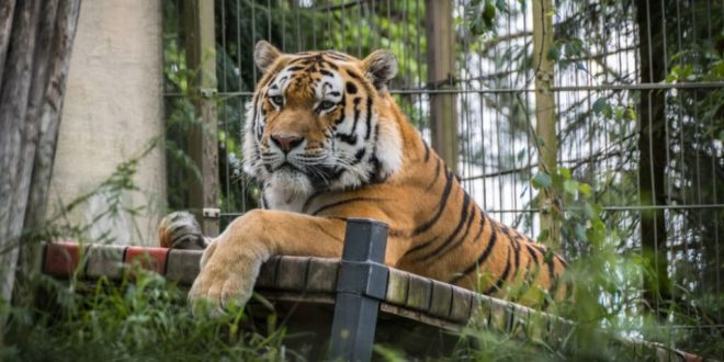 Zoo animals to get experimental vaccine against COVID-19