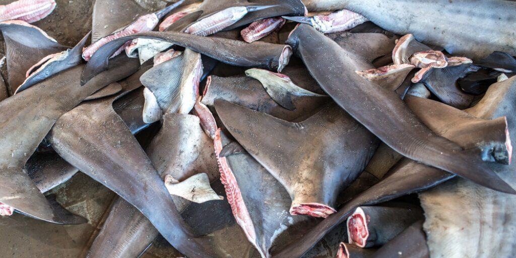 ‘Indescribably cruel’ shark fin trade to be banned in the UK