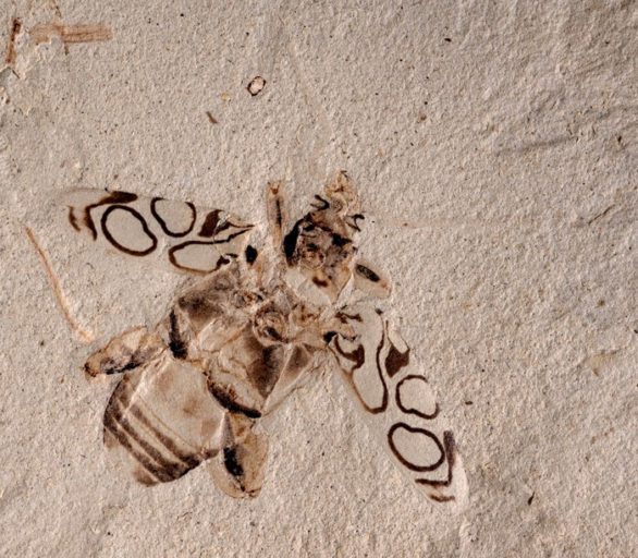 49-million-year-old ‘beautiful beetle’ fossil after him