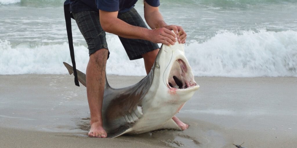 Fury as viral video shows fishermen pinning down shark to use its teeth to open can of beer.