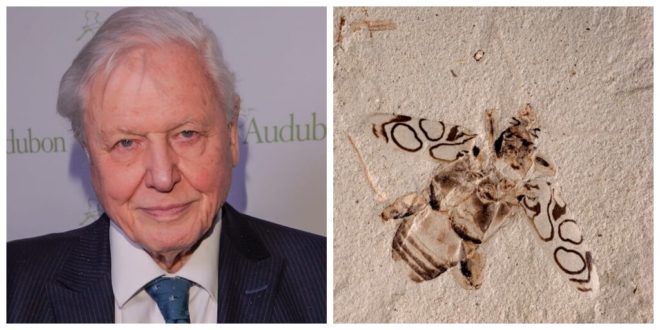 Scientists honour Sir David F. Attenborough by naming 49-million-year-old ‘beautiful beetle’ fossil after him