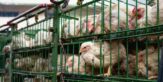 Suffering and misery exposed at farms supplying Morrisons' "welfare assured chicken''