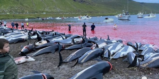 SHOCKING: 1428 dolphins killed in an illegal hunt
