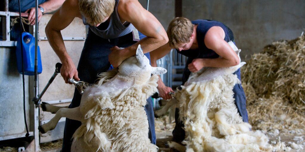 ‘Nothing about wool is sustainable’ - report debunks the fabric’s eco-friendly myth