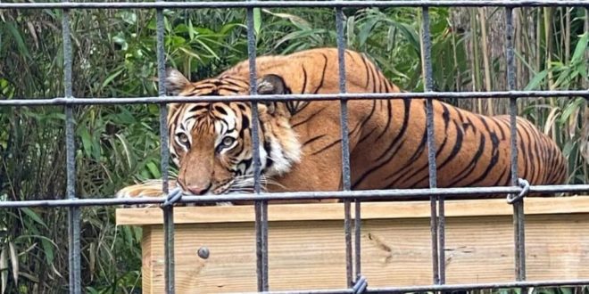 Critically endangered tiger fatally shot at Florida zoo for attacking a man