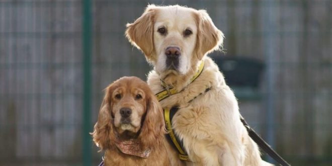 People urged not to buy dogs for Christmas following 82% rise in unwanted pets