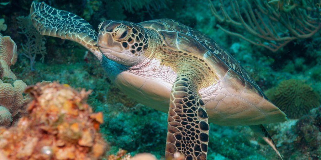 Poisonous turtle meat kills 7 people in Zanzibar