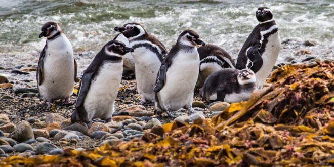Climate change induced heat wave raises ‘major concerns’ after hundreds of penguins die