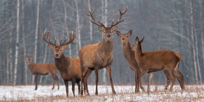 Now deer in several US states test positive for coronavirus_ ‘unsettling’ scientists say