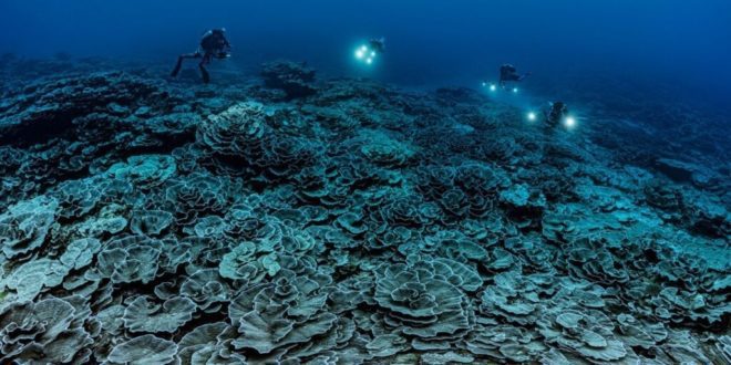 Sprawling climate resilient coral reef found off Tahiti