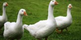 UK government set to ditch plans to ban foie gras and fur imports