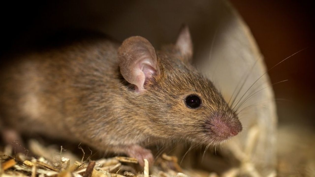 Barbaric rodent glue traps to be banned in England following unanimous  House of Lords support — Surge