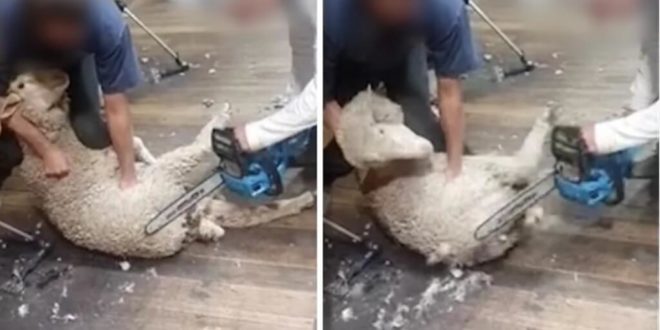 Viral video shows sheep being sheared with chainsaw