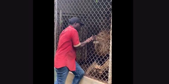Lion bites off finger after man puts hand in cage