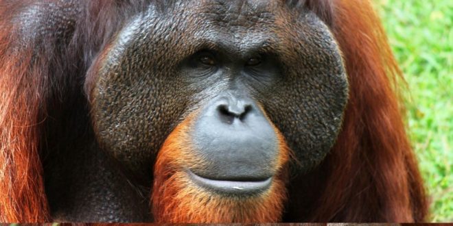 Outrage sparked by video of orangutan smoking cigarette in Vietnam’s zoo