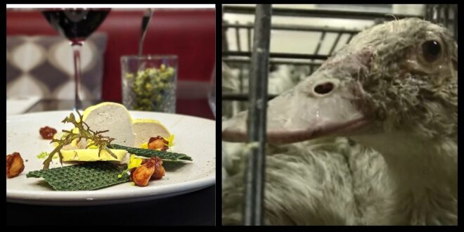 Paris chef offers vegan foie gras alternative as bird flu dents supplies of the traditional Christmas delicacy